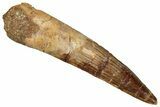 Fossil Spinosaurus Tooth - Real Dinosaur Tooth #356770-1